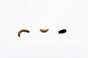 Drei Entwicklungsstadien der Insekten mit Ausnahme der Eier: Larve/Mehlwurm, Puppe, Käfer. (Foto: Gustav Barth / Hochschule Pforzheim)
