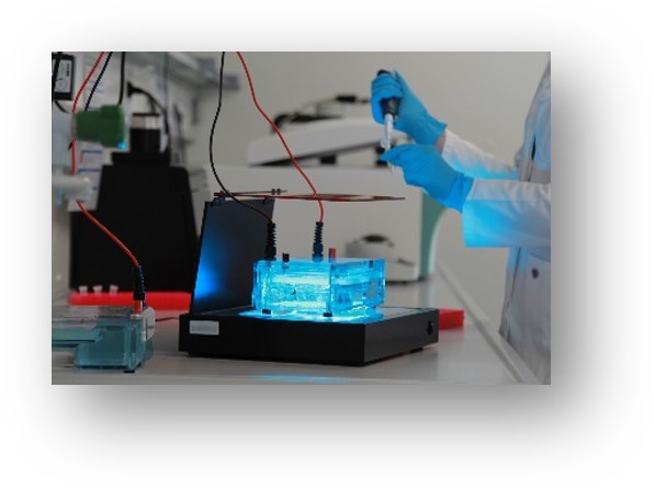 Agarose-Gelelektrophorese